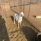طلي للبيع