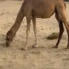 بكره ساحليه