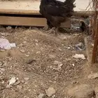 دجاجه مفرخه