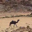 بعير مجهم