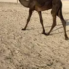 قعود طيب جدا ابيه الوافي ومه طيبه