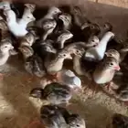 للبيع صوص دجاج حبشي
