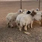 رخال مقاني الموقع لينه