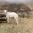 مشروع فحل. 2
