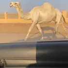 للبيع لقحه