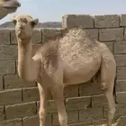 حشوان للبيع اعمارها 7