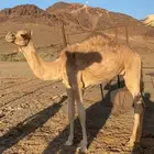 قعود البيع