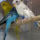 عصافير للبيع