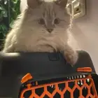 قطه انثي شيرازي جميله منزليه للبيع