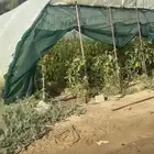بيوت محمية للبيع العدد 8 بيوت