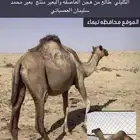 ناقه
