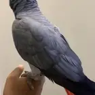 للبيع ببغاء كاسكو اليف جدا جدا متكلم
