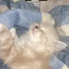 بسه للبيع