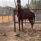 حصان شعيي