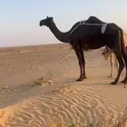 عشرى