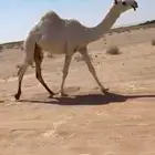 للبيع بكره