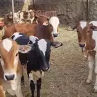 حسلان العدد 12