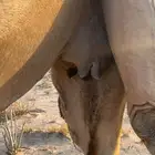 ناقه لقحه 8 شهور