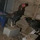 ديك باكستاني و دجاجه معها 4 فروخ انتاج الديك
