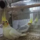 كراوان لاتينو
