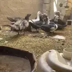 بط مصري