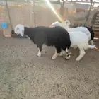 نجد خرفان طيبات. ونصاف شرط