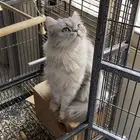 قطه مفقوده