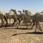 ابل وضح اللقحات طيبه واشباب للبيع