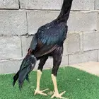 ديك سندي نسل عم غبشان