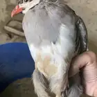 شنير