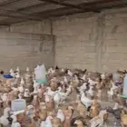 دجاج