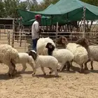 غنم نعيم رغايث طيبه للبيع