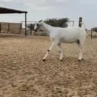 جفار بيشيات صنف فاخر