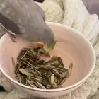 كروان ذكر اليف