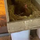 دجاجتين عربي ( تم البيع )