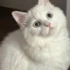 قطط مثل الأرانب