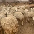 غنم حريه مراح خوات بهمها ذبايح
