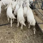 بهم تربيه تم البيع اضغط متابعه يصلك كل جديد نعرضه