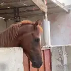 خيل شعبي