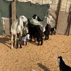 معزا عوارض ومشاريك 4. معها 8. روم سلم