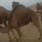 قعود