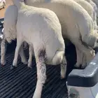 بهم تربيه نضيفه