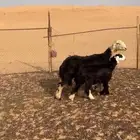 شاه معها بنتها ذبيحه و مضرع