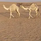 حشو مغلقة شحم