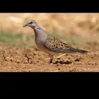 قمري ميت للبيع الموقع ينبع لاتواصل الا الصامل