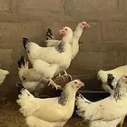 دجاج فرنسي بشاير