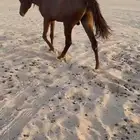 حصان شعبي