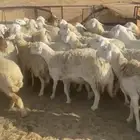 اذكرو الله وصلو على النبي