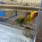 جوز روز اليف ومنتج