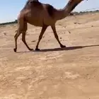 للبيع البكره